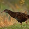 Chrastal weka - Gallirallus australis - Weka 1662u
